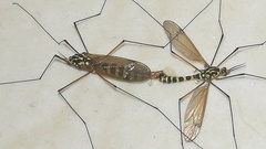 Tipulinae