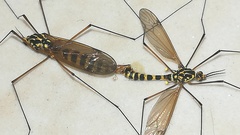 Tipulinae