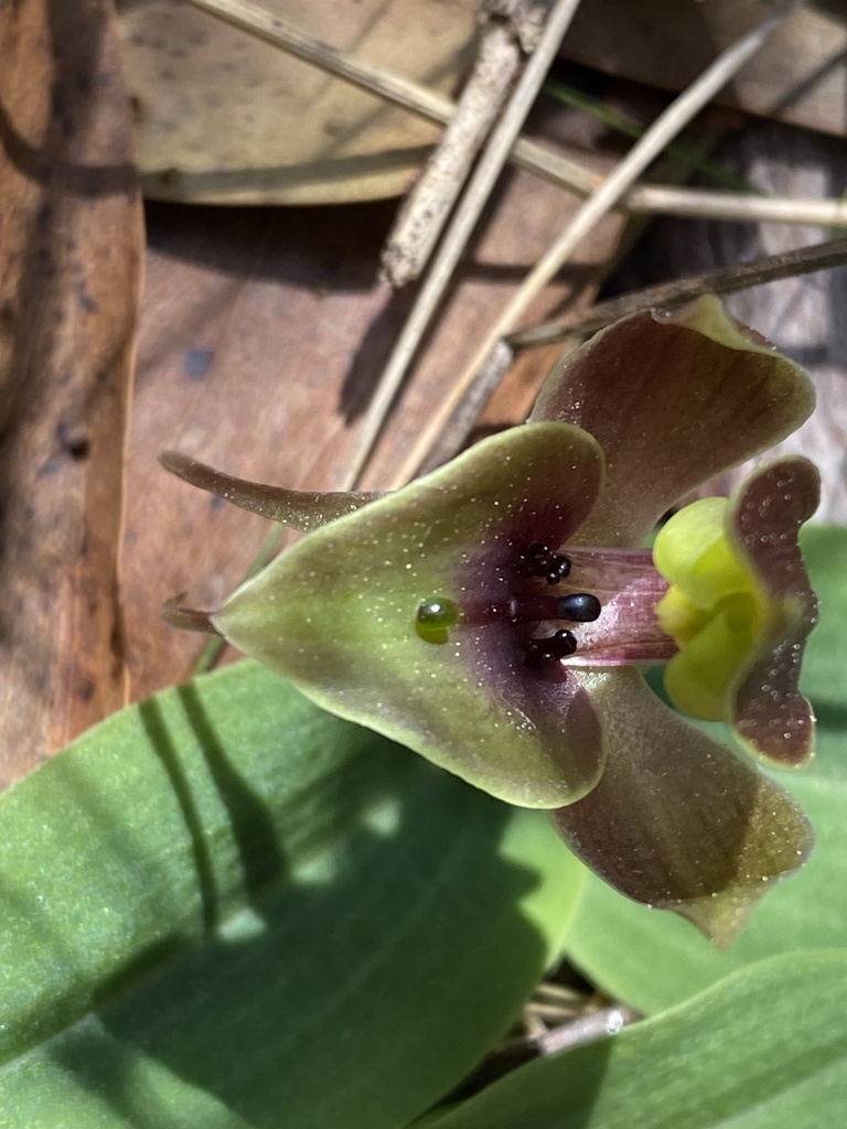 Common Bird Orchid In October 2023 By Ciaran Ernst Russell · Inaturalist 