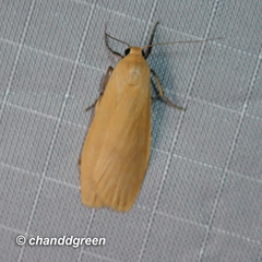 Danielithosia immaculata