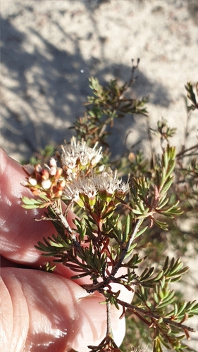 Image of Homoranthus wilhelmii by (c) Rosalie Lawrence, some rights reserved (CC BY)