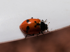 Hippodamia glacialis lecontei