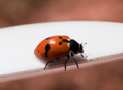 Hippodamia glacialis lecontei
