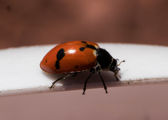 Hippodamia glacialis lecontei