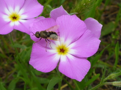 Phlox roemeriana