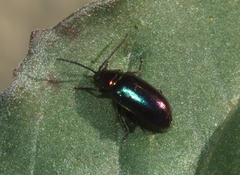 Altica torquata