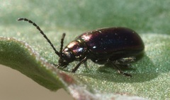 Altica torquata