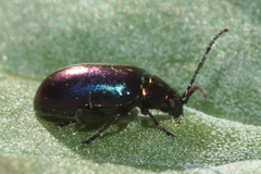 Altica torquata