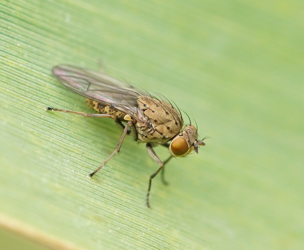 Notiphila fuscimana