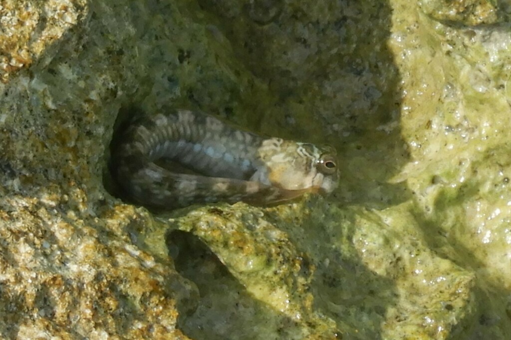 Magnus Blenny