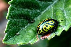 Calligrapha mexicana