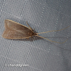 Homaloxestis multidentalis