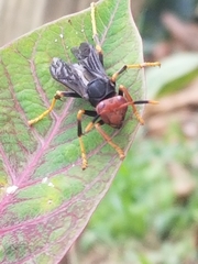 Polistes erythrocephalus