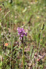 Anacamptis morio