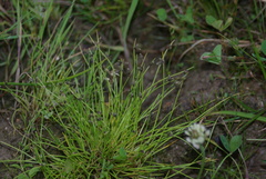 Isolepis setacea