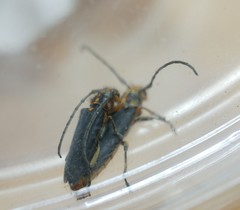Phytoecia waltli