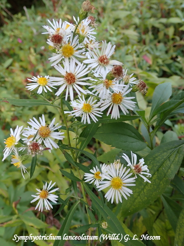 Symphyotrichum lanceolatum