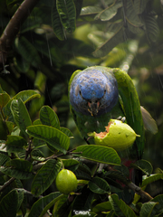 Pionus menstruus