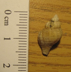 Urosalpinx cinerea image