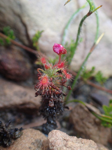 Drosera gibsonii