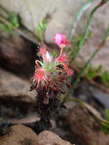 Drosera gibsonii