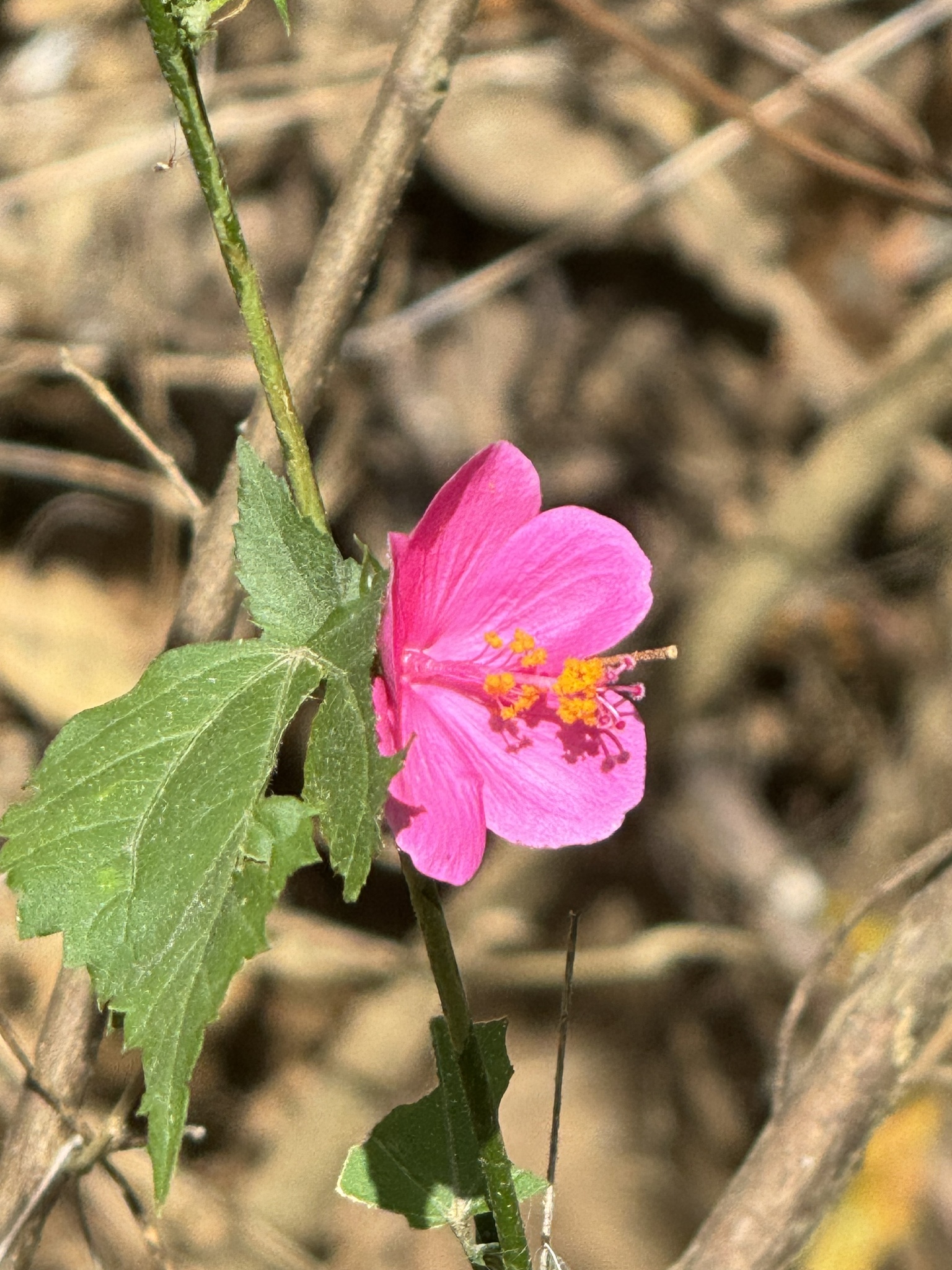Hibiscus image