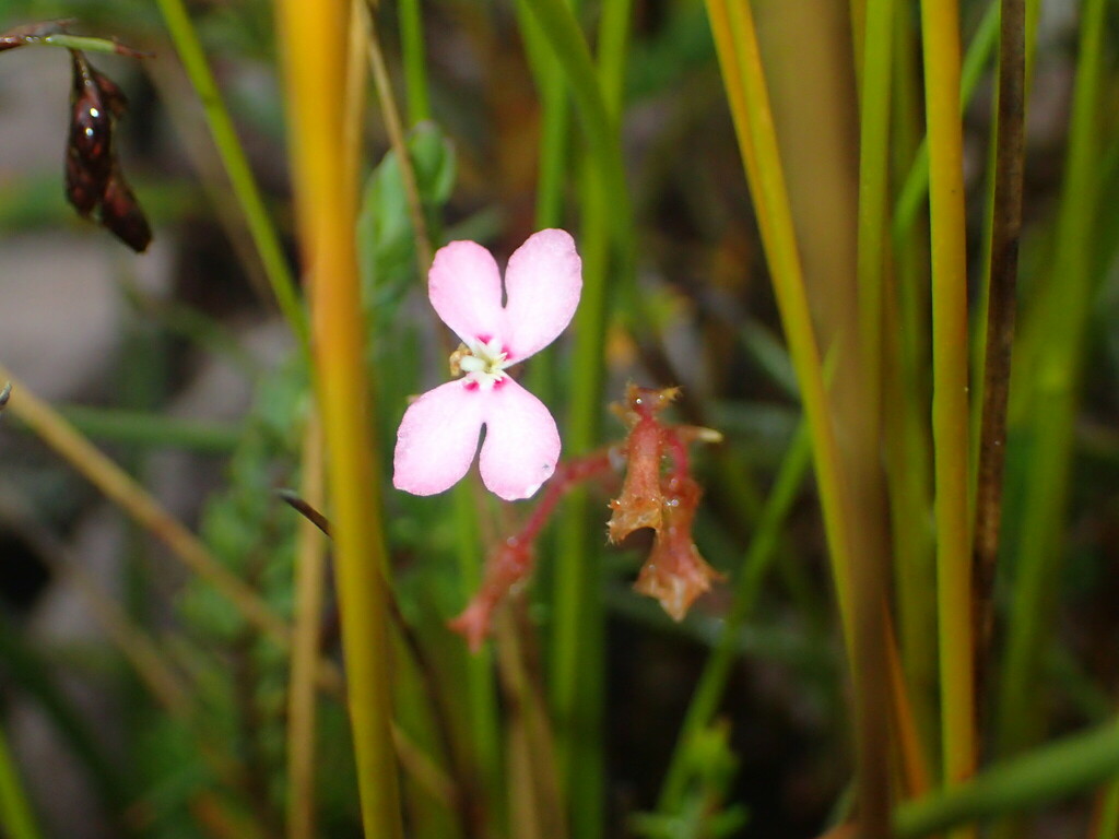 Pink Mountain Triggerplant From Stirling Range National Park Wa