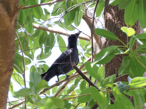 Philippine Jungle Crow (Corvus philippinus), photo 6