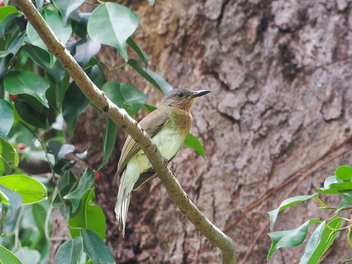 Philippine Bulbul (Hypsipetes philippinus), photo 9