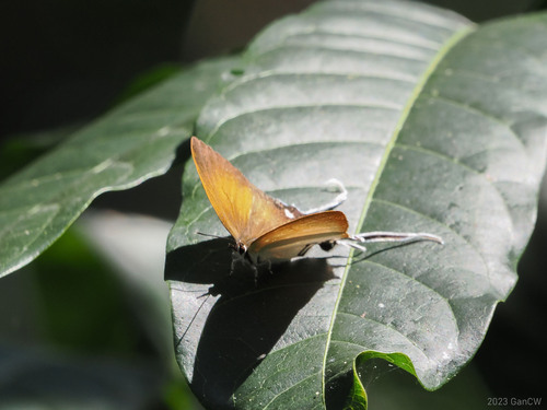 Golden-tailed Hairstreak