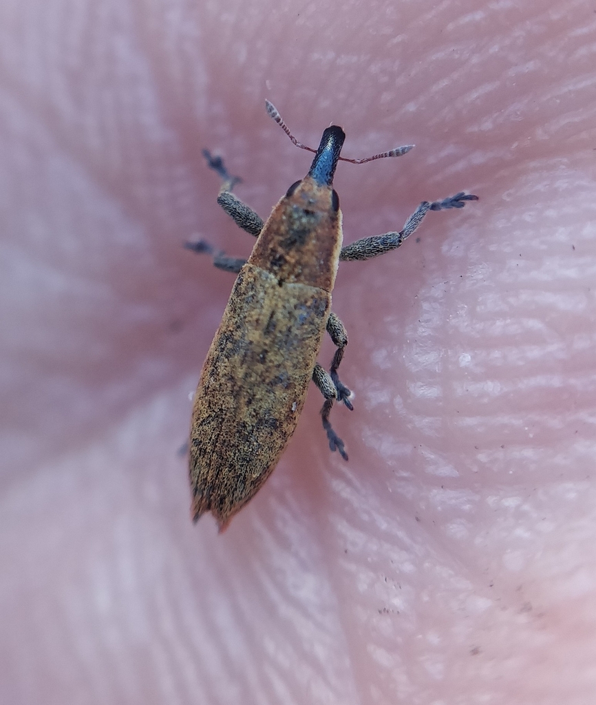 Lixus brevirostris