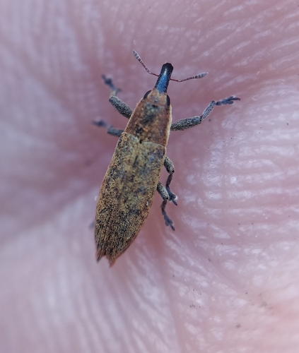 Lixus brevirostris
