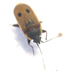Graptopeltus validus