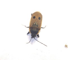 Graptopeltus validus