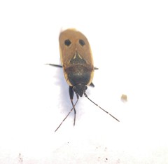 Graptopeltus validus