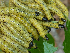 Archips rileyana