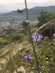 Delphinium parishii