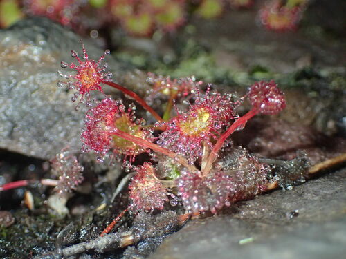 Drosera monticola