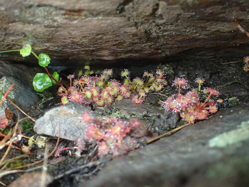 Drosera monticola