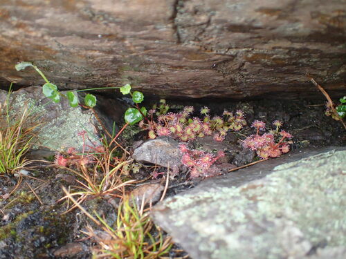 Drosera monticola