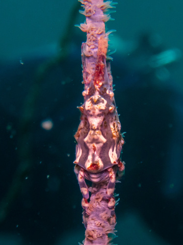 Wire Coral Crab (Xenocarcinus tuberculatus)
