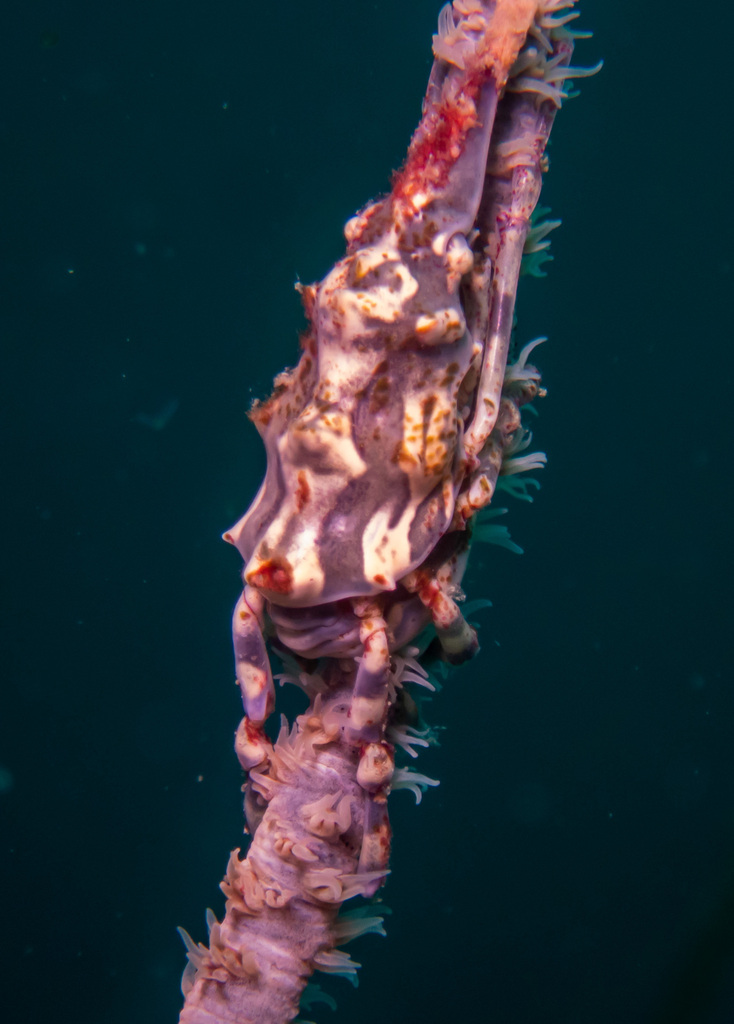 Wire Coral Crab (Xenocarcinus tuberculatus) — recorded at Tanote Bay