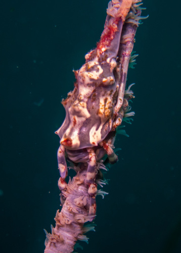 Wire Coral Crab (Xenocarcinus tuberculatus)