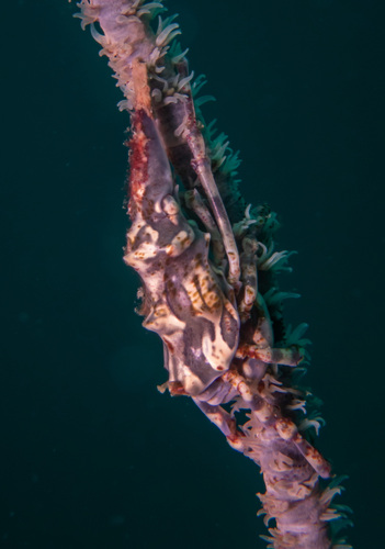Wire Coral Crab (Xenocarcinus tuberculatus)