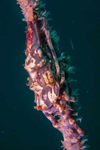 Wire Coral Crab (Xenocarcinus tuberculatus)