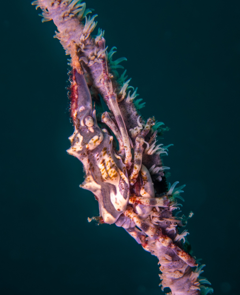 Wire Coral Crab (Xenocarcinus tuberculatus) — recorded at Shark Island