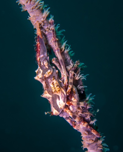Wire Coral Crab (Xenocarcinus tuberculatus)