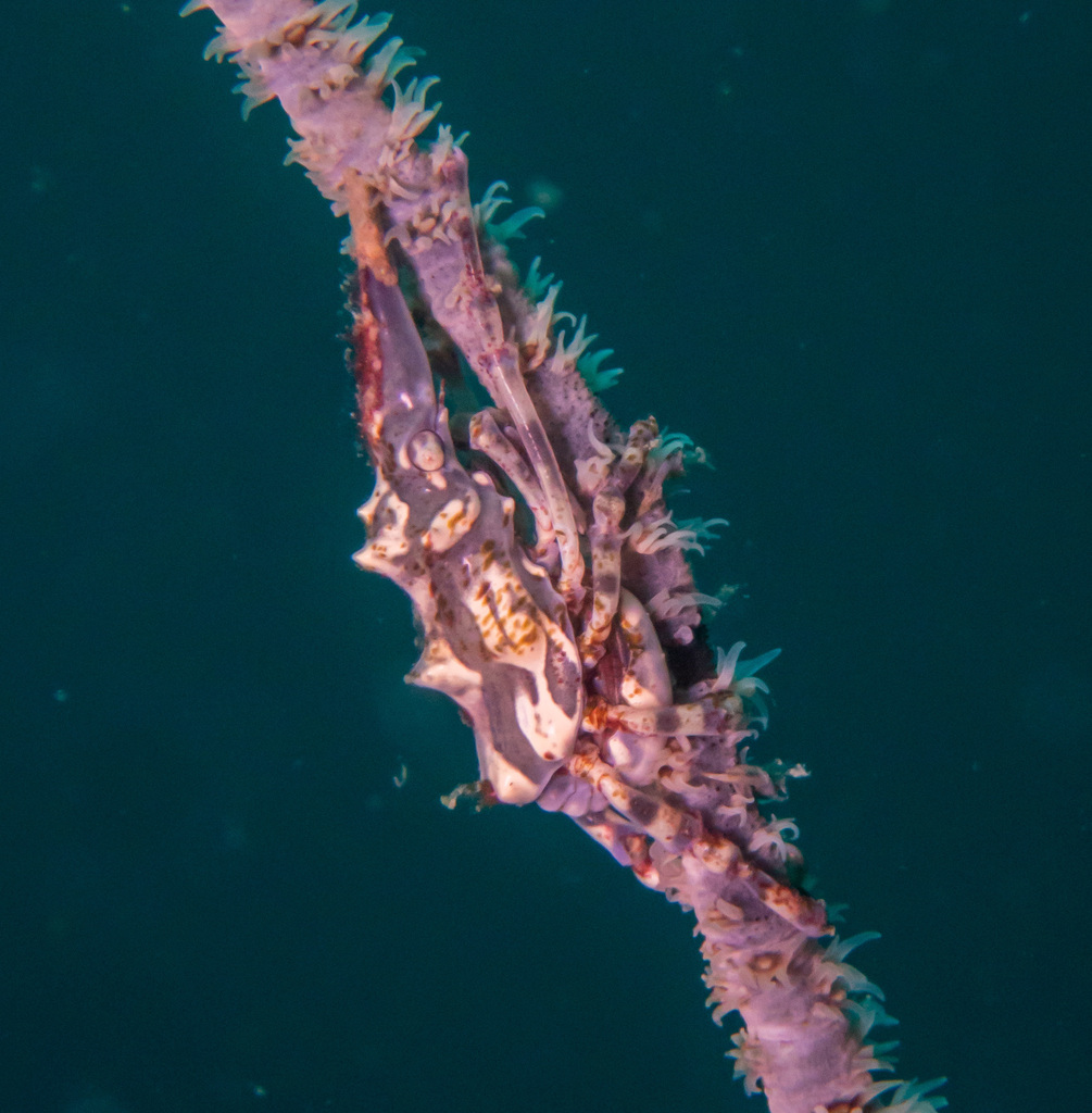 Wire Coral Crab (Xenocarcinus tuberculatus) — recorded at Hin Wong Pinnacle