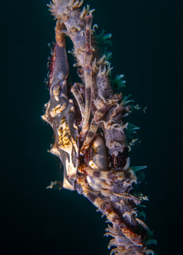 Wire Coral Crab (Xenocarcinus tuberculatus)