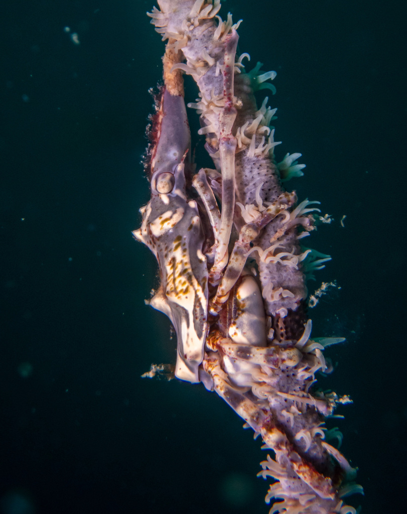 Wire Coral Crab (Xenocarcinus tuberculatus) — recorded at Htms Sattakut